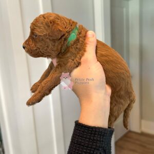 Linden Red Apricot F1BB Toy Goldendoodle Petite Posh Puppies 03