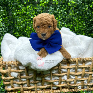 Linden Red Apricot F1BB Toy Goldendoodle Petite Posh Puppies 06