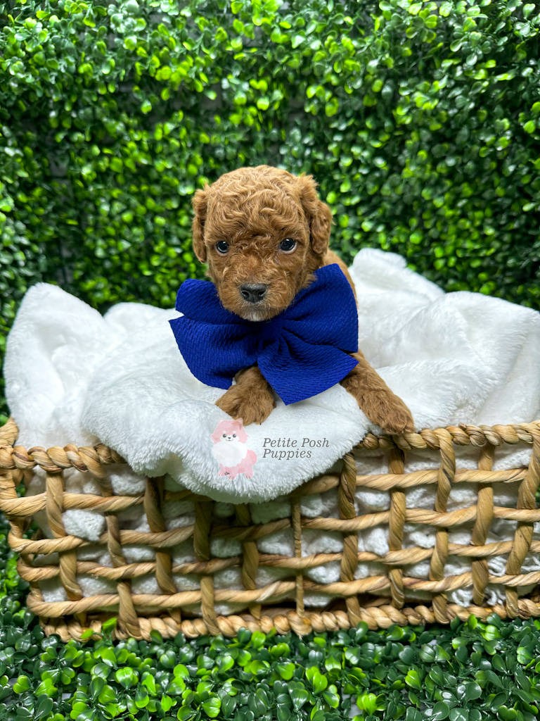 Linden-Red-Apricot-FBB-Toy-Goldendoodle-Petite-Posh-Puppies-