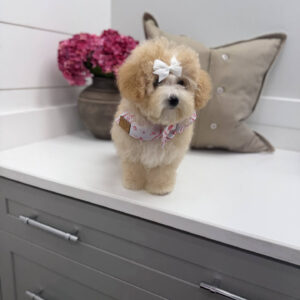 Lorelei - F Maltipoo Puppy - Litter --_