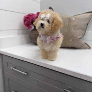 Lorelei - F Maltipoo Puppy - Litter --_