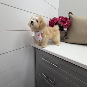 Lorelei - F Maltipoo Puppy - Litter --_
