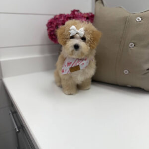 Lorelei - F Maltipoo Puppy - Litter --_