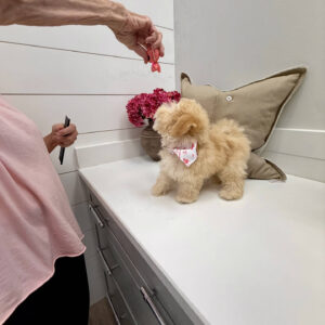 Lorelei - F Maltipoo Puppy - Litter --_