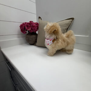 Lorelei - F Maltipoo Puppy - Litter --_