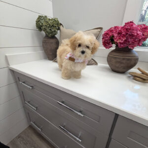Lorelei - F Maltipoo Puppy - Litter --_