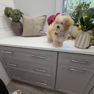 Lorelei - F Maltipoo Puppy - Litter --_