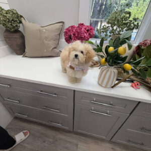 Lorelei - F Maltipoo Puppy - Litter --_