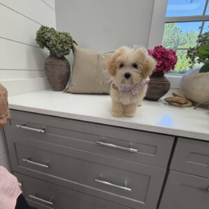 Lorelei - F Maltipoo Puppy - Litter --_