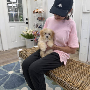 Lorelei - F Maltipoo Puppy - Litter --_