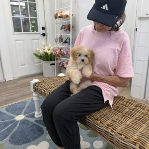 Lorelei - F Maltipoo Puppy - Litter --_