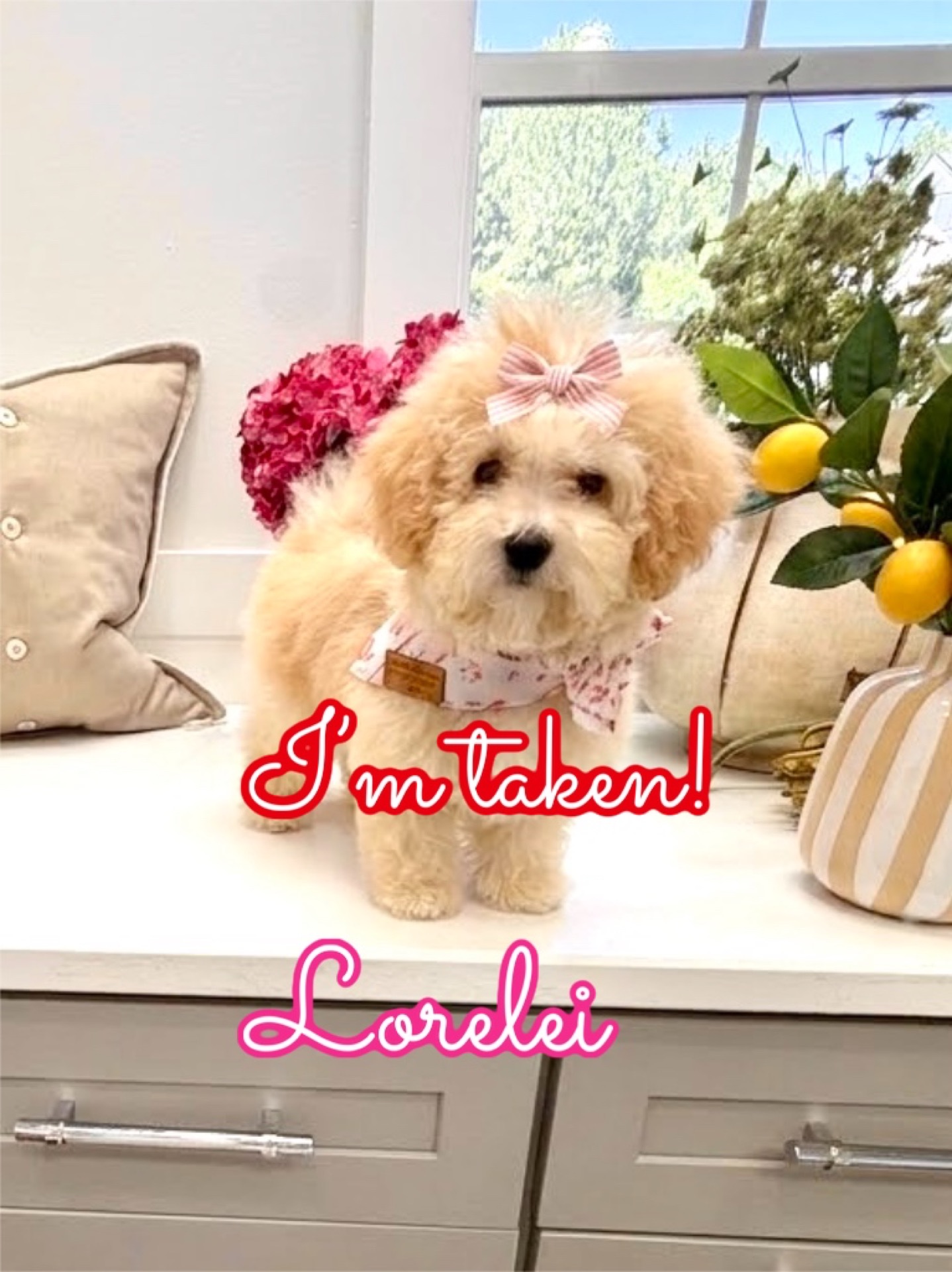 Lorelei - F Maltipoo Puppy - Litter --_Forever Home in Lake Charles- LA