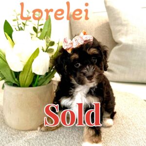 Lorelei - Tri-Colored w- White Socks Female Toy Micro Bernedoodle - Forever Home in New York- NY