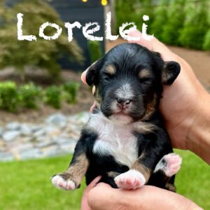 Lorelei - Tri-Colored w- White Socks Female Toy Micro Bernedoodle_