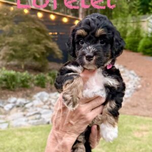 Lorelei - Tri-Colored w- White Socks Female Toy Micro Bernedoodle_