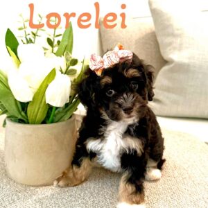 Lorelei - Tri-Colored w- White Socks Female Toy Micro Bernedoodle_