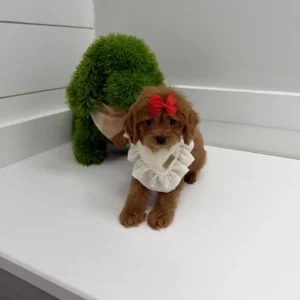 Love - F Cavapoo Puppy - BPPP Litter --_