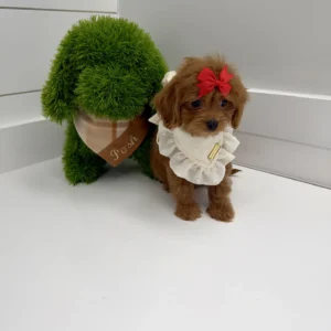 Love - F Cavapoo Puppy - BPPP Litter --_