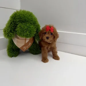 Love - F Cavapoo Puppy - BPPP Litter --_