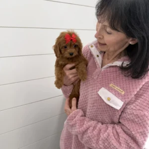 Love - F Cavapoo Puppy - BPPP Litter --_