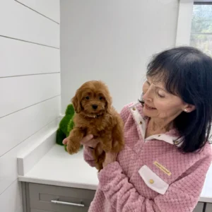 Love - F Cavapoo Puppy - BPPP Litter --_