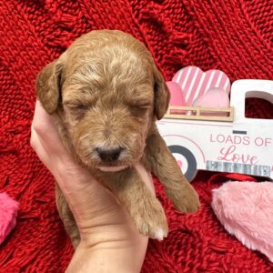 Love - Red_Apricot - Female - Toy Goldendoodle - Petite Posh Puppies_New Jan