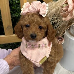 Love - Red_Apricot - Female - Toy Goldendoodle - Petite Posh Puppies_New Jan _