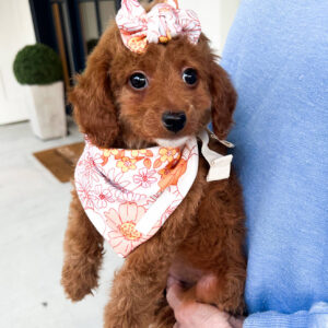 Love - Red_Apricot - Female - Toy Goldendoodle - Petite Posh Puppies_New Jan _