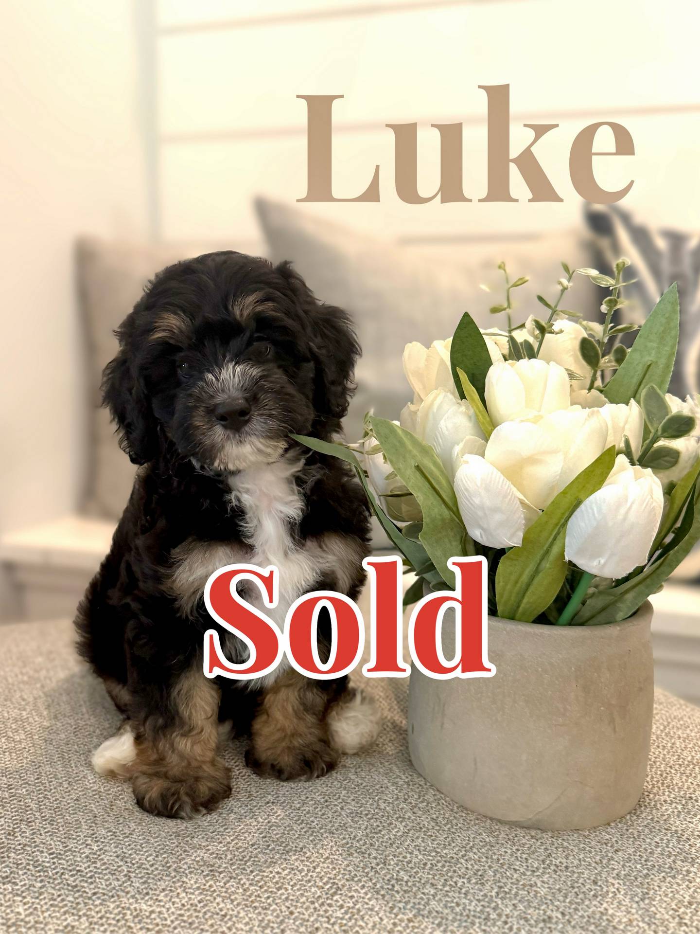 Luke - Tri-Colored Male Toy Micro Bernedoodle - Forever Home in Watkinsville GA