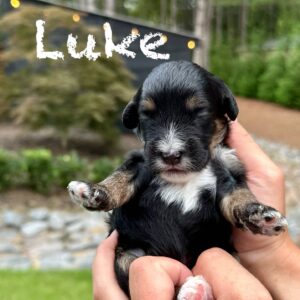 Luke - Tri-Colored Male Toy Micro Bernedoodle_