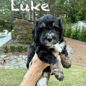 Luke - Tri-Colored Male Toy Micro Bernedoodle_