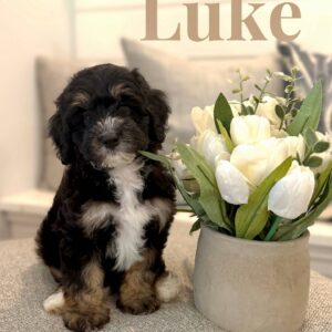 Luke - Tri-Colored Male Toy Micro Bernedoodle_