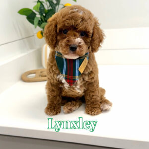 Lynxley - FB Cavapoo Puppy - BPPP Litter --_