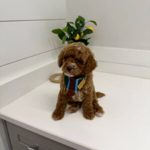 Lynxley - FB Cavapoo Puppy - BPPP Litter --_