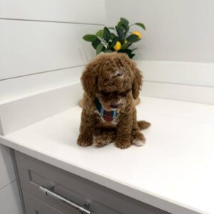 Lynxley - FB Cavapoo Puppy - BPPP Litter --_