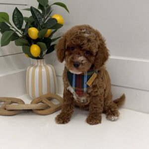 Lynxley - FB Cavapoo Puppy - BPPP Litter --_