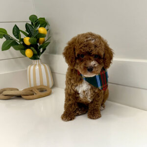 Lynxley - FB Cavapoo Puppy - BPPP Litter --_