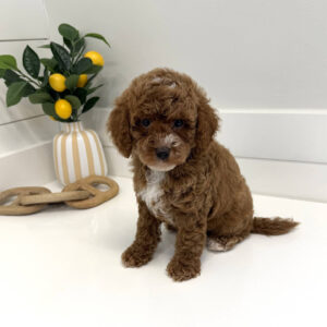 Lynxley - FB Cavapoo Puppy - BPPP Litter --_