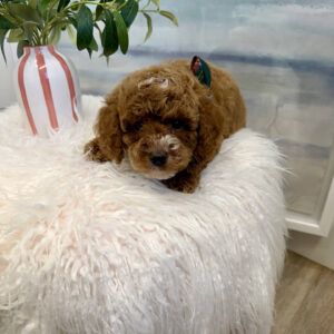 Lynxley - FB Cavapoo Puppy - BPPP Litter --_