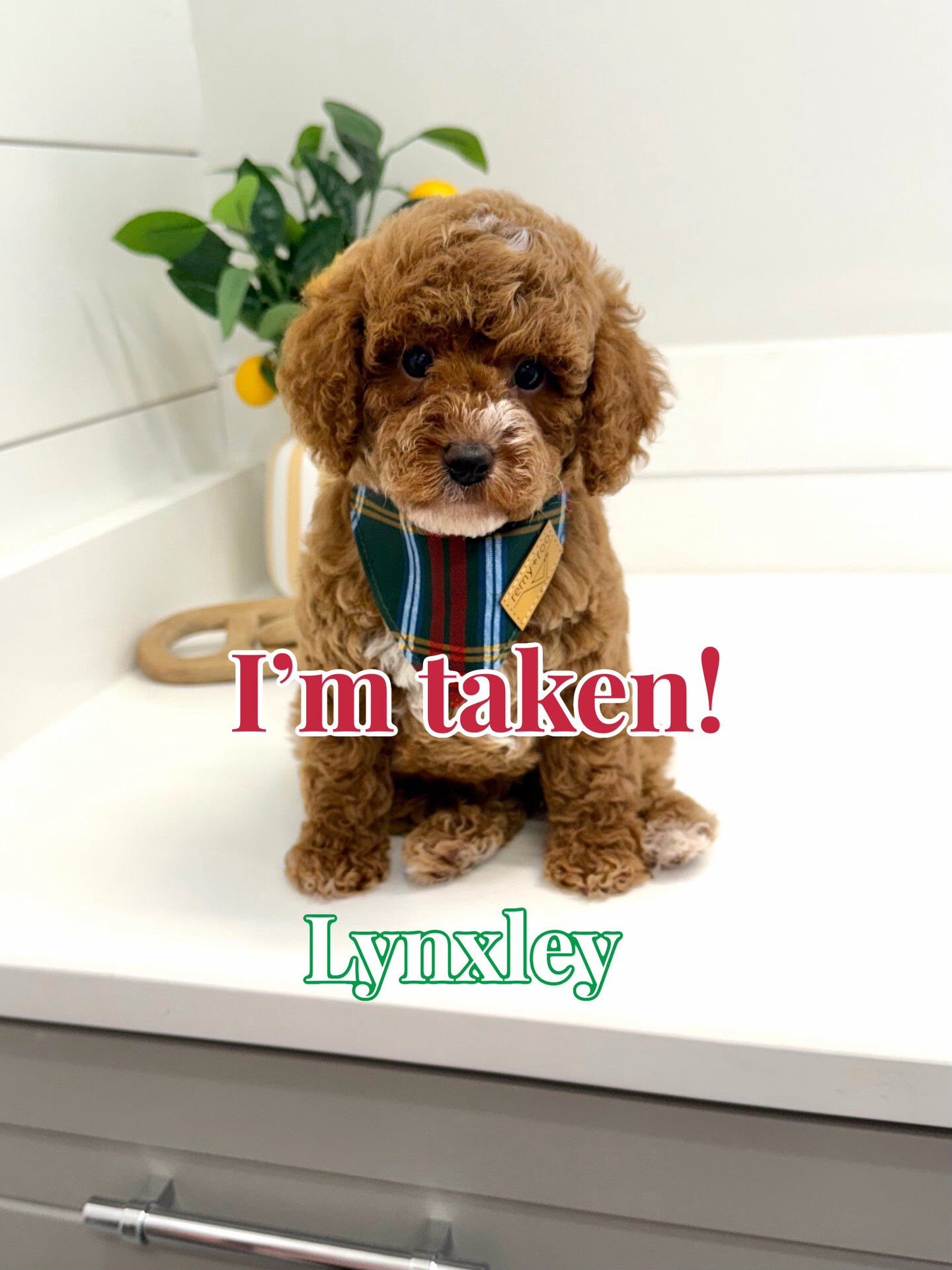 Lynxley - FB Cavapoo Puppy - BPPP Litter --_Forever Home in Ventress- LA