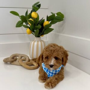 M&M - F Cavapoo Puppy - BPPP Litter --_