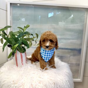 M&M - F Cavapoo Puppy - BPPP Litter --_