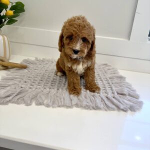 M&M - F Cavapoo Puppy - BPPP Litter --_
