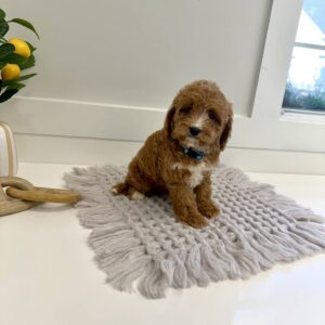 M&M - F Cavapoo Puppy - BPPP Litter --_