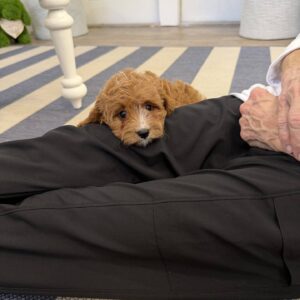 M&M - F Cavapoo Puppy - BPPP Litter --_