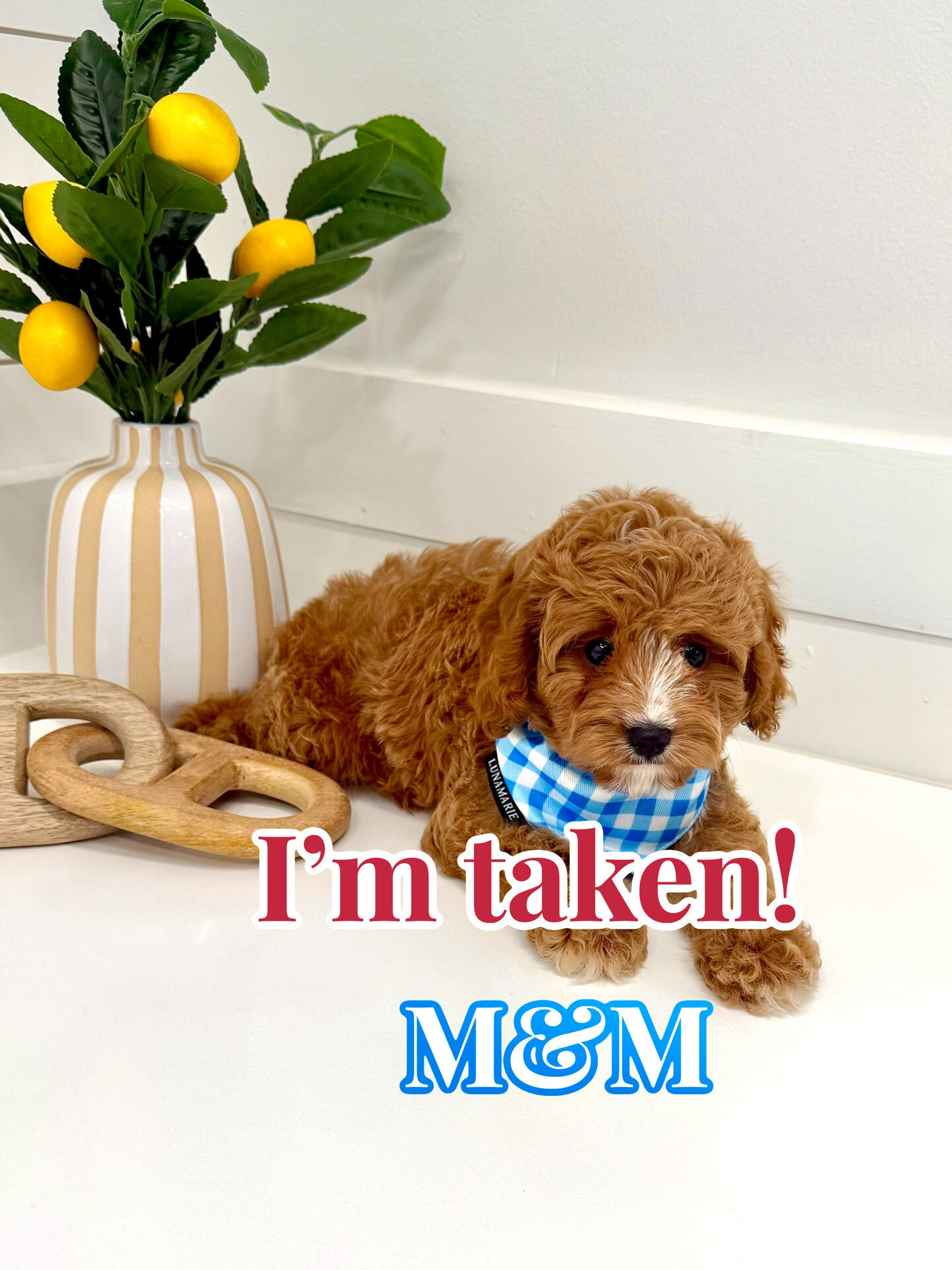 M&M - F Cavapoo Puppy - BPPP Litter --_Forever Home in Hillsborough- NC