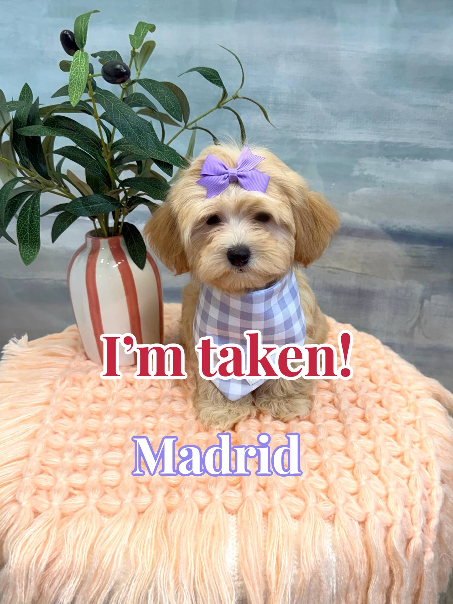 Madrid - F Maltipoo Puppy - BPPP Litter --_ - Forever Home in Nashville- TN