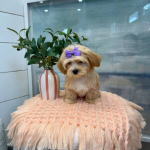 Madrid - F Maltipoo Puppy - BPPP Litter --_