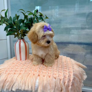 Madrid - F Maltipoo Puppy - BPPP Litter --_