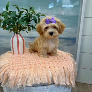 Madrid - F Maltipoo Puppy - BPPP Litter --_